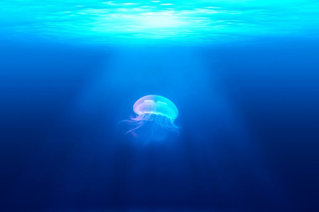 jellyfish-931886_1280
